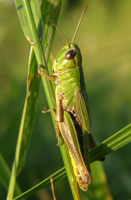 Pseudochorthippus parallelus - közönséges rétisáska