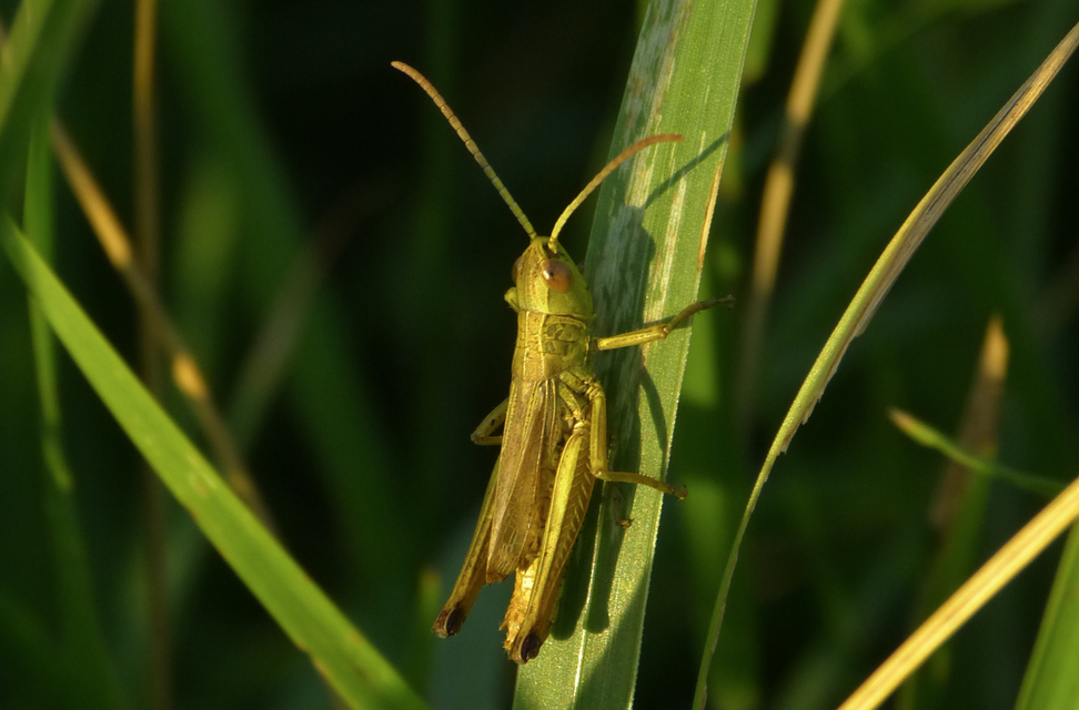 Pseudochorthippus parallelus - közönséges rétisáska