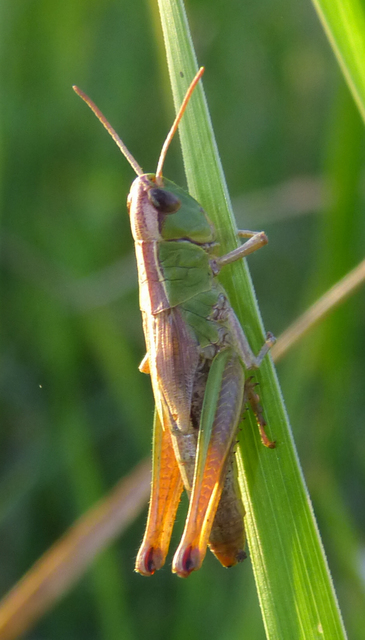 Pseudochorthippus parallelus - közönséges rétisáska