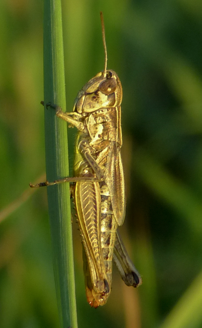 Pseudochorthippus parallelus - közönséges rétisáska