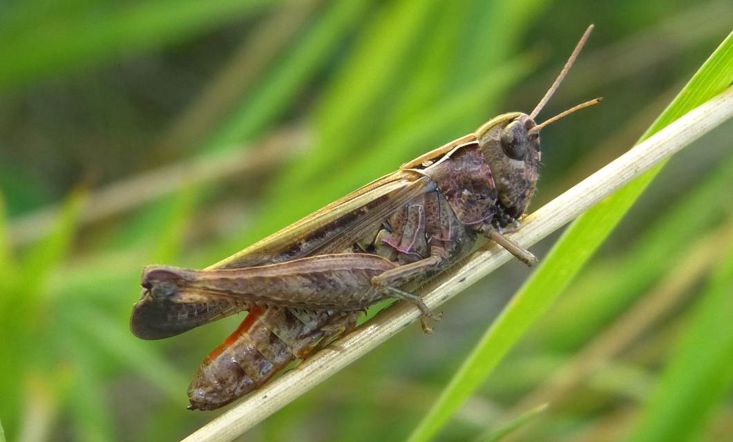 Omocestus rufipes - vöröshasú tarlósáska