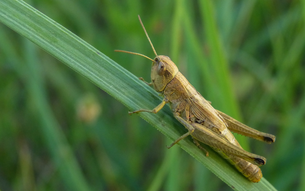 Pseudochorthippus parallelus - közönséges rétisáska
