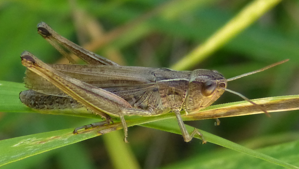 Pseudochorthippus parallelus - közönséges rétisáska