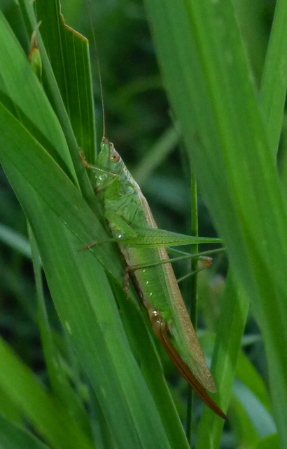 Conocephalus fuscus - kis kúpfejűszöcske