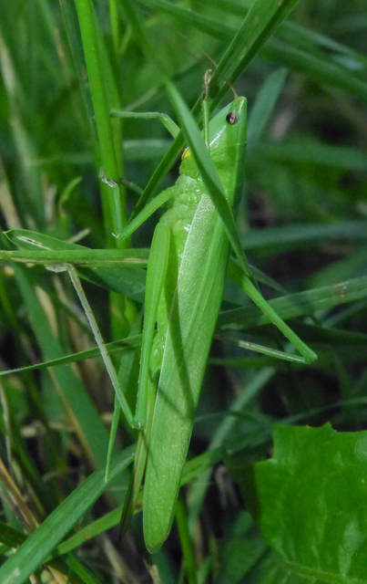 Ruspolia nitidula - nagy kúpfejűszöcske