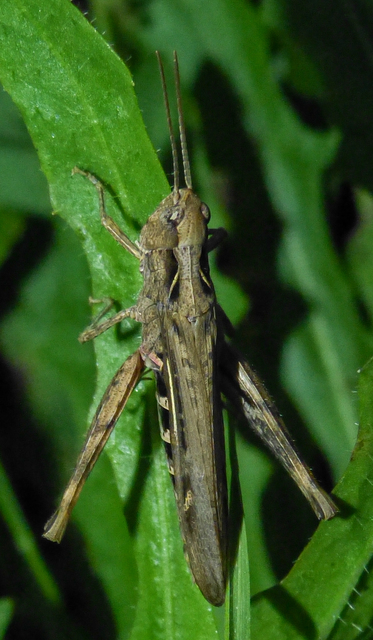 Chorthippus (Glyptobothrus) (subgenus)