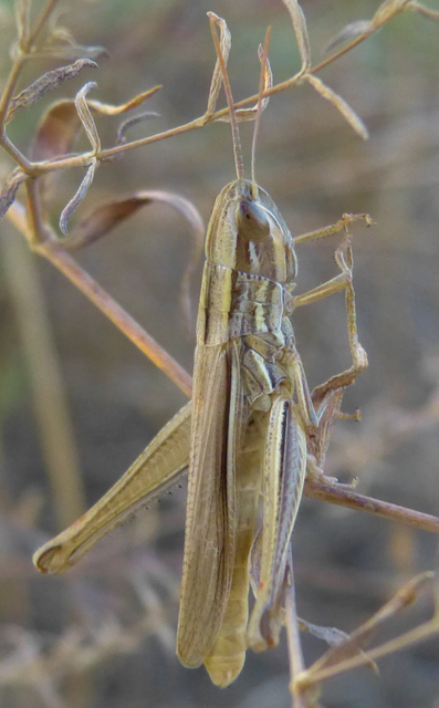 Euchorthippus pulvinatus - karcsú rétisáska