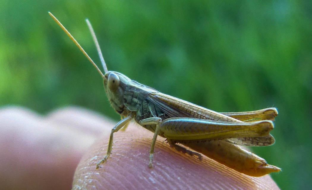 Euchorthippus declivus - rövidszárnyú rétisáska