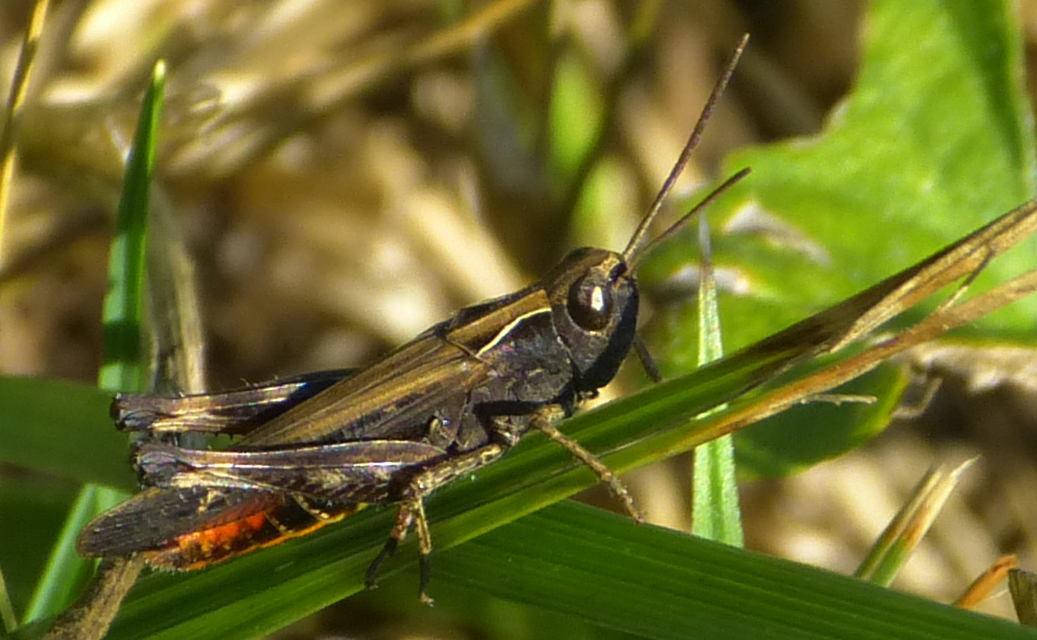 Omocestus rufipes - vöröshasú tarlósáska