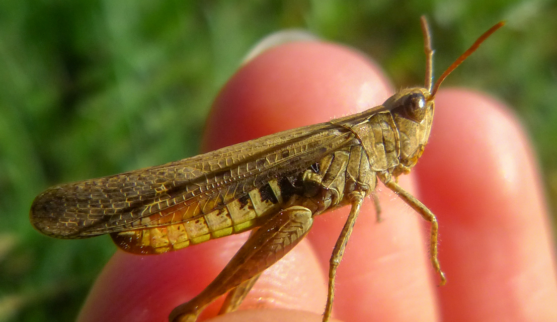 Chorthippus brunneus - közönséges tarlósáska