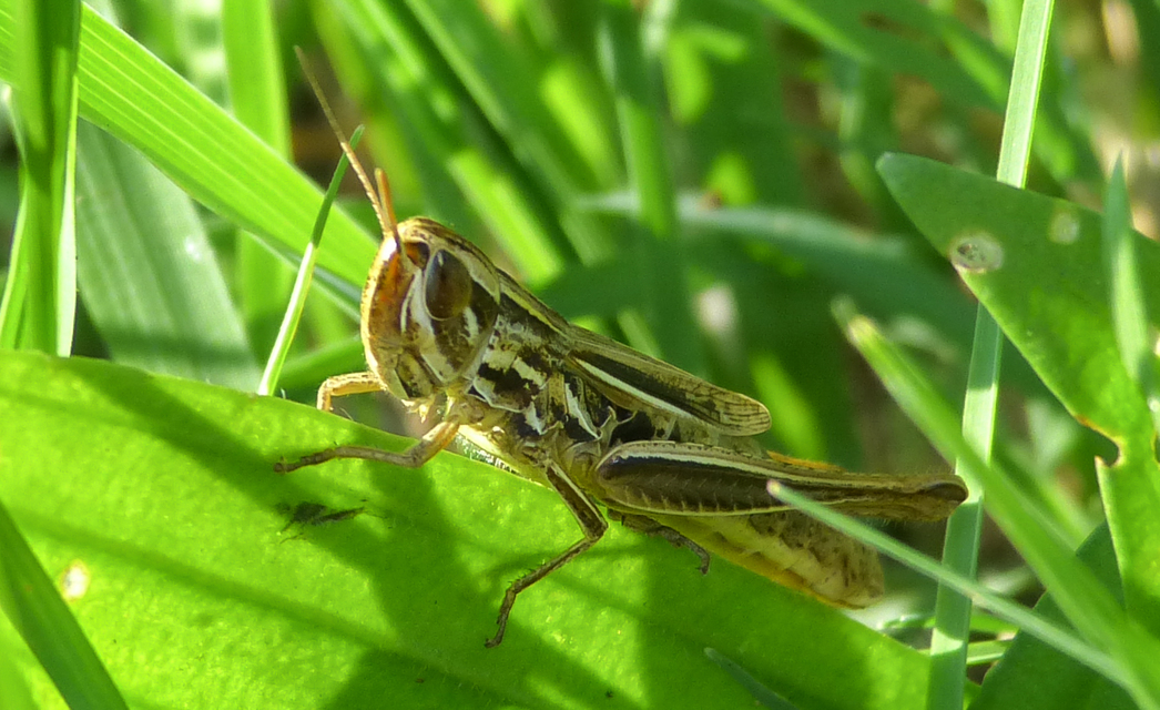 Euchorthippus declivus - rövidszárnyú rétisáska