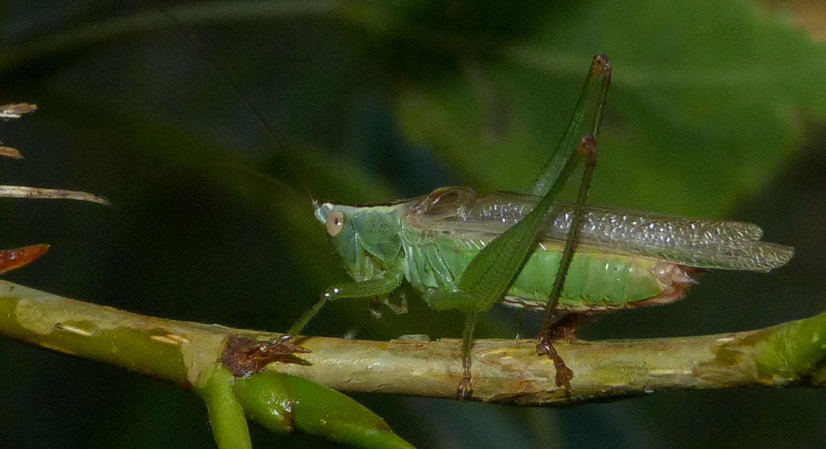 Conocephalus fuscus - kis kúpfejűszöcske