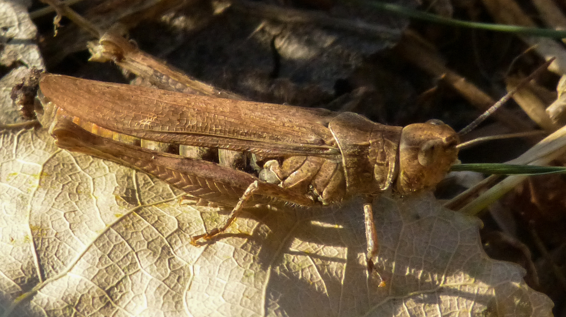 Chorthippus brunneus - közönséges tarlósáska