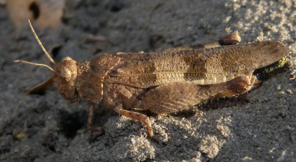 Oedipoda caerulescens - kékszárnyú sáska