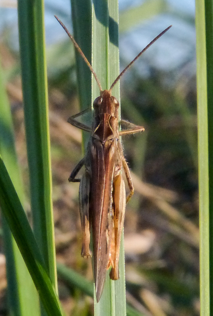 Chorthippus brunneus - közönséges tarlósáska