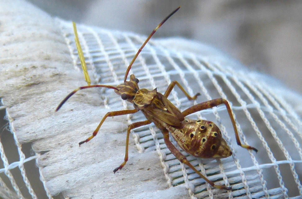 Camptopus lateralis - görbelábú karimáspoloska