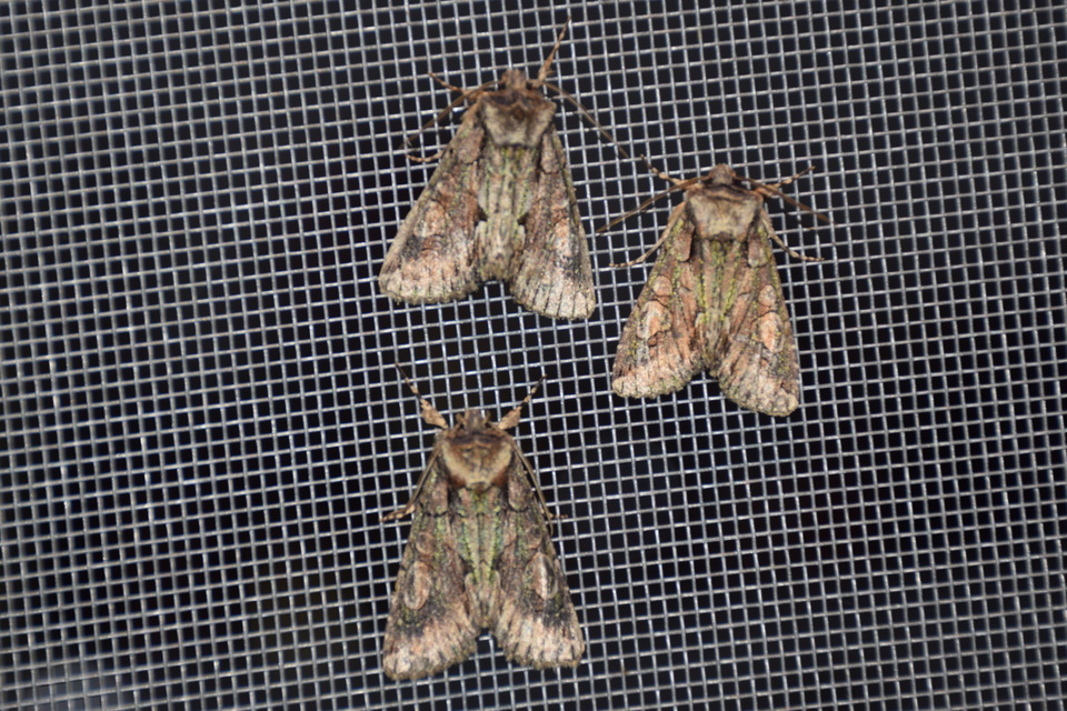 Allophyes oxyacanthae - galagonyabagoly