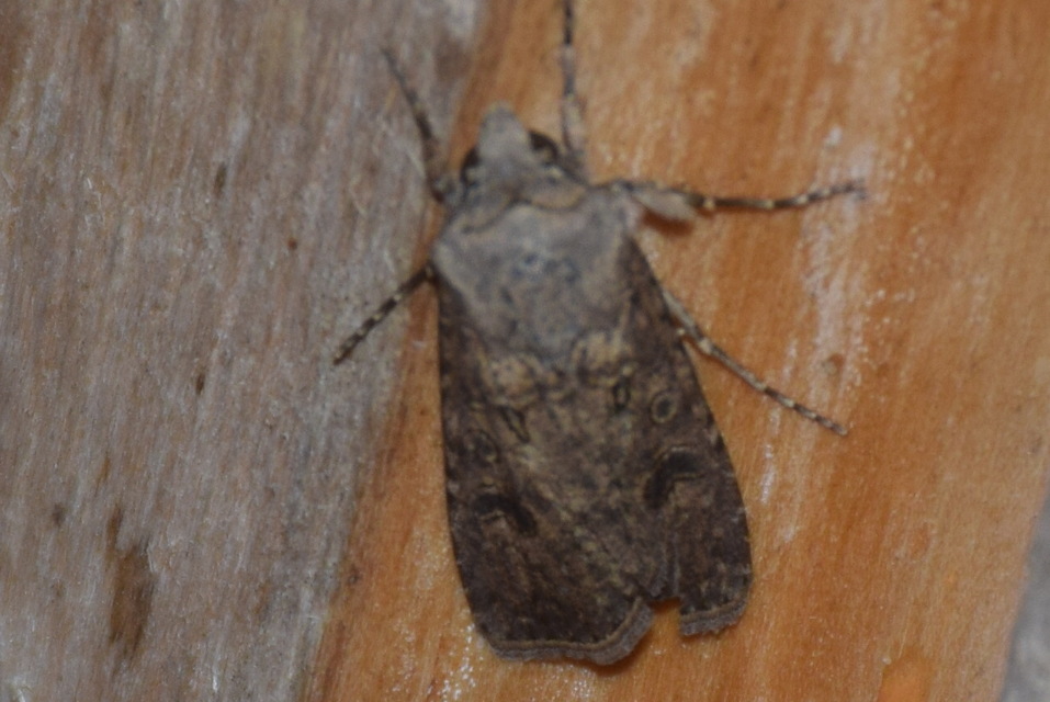 Agrotis segetum - vetési földibagoly