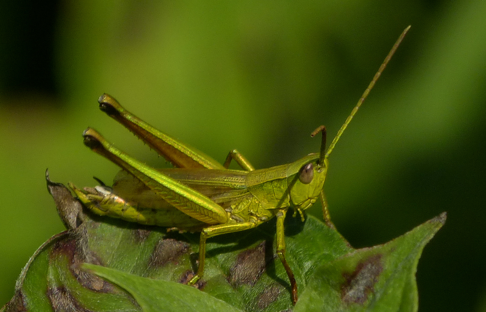 Chrysochraon dispar - aranyos sáska