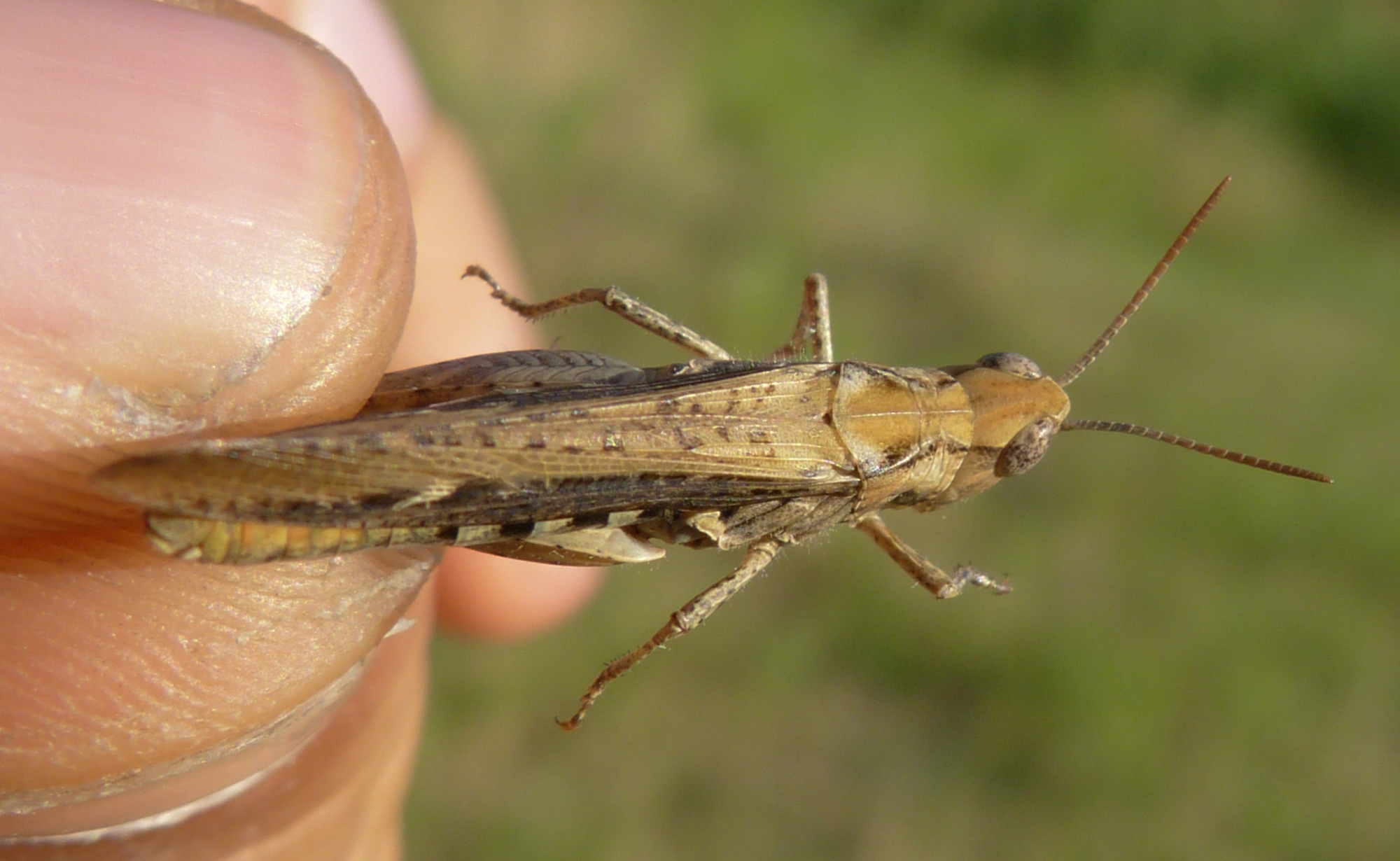 Chorthippus brunneus - közönséges tarlósáska
