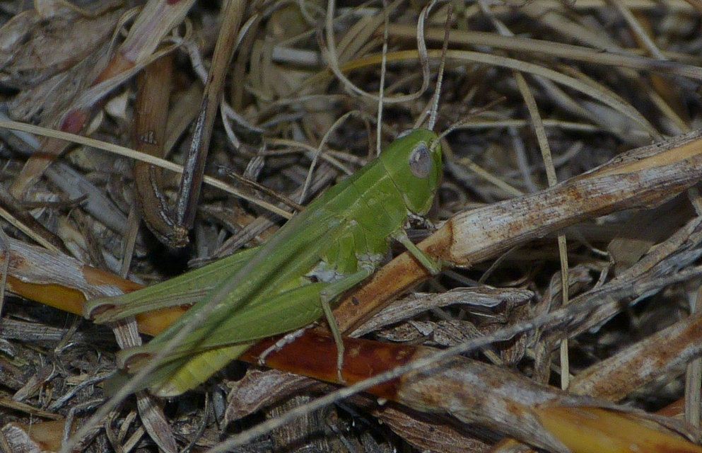 Chorthippus dichrous - vállas rétisáska