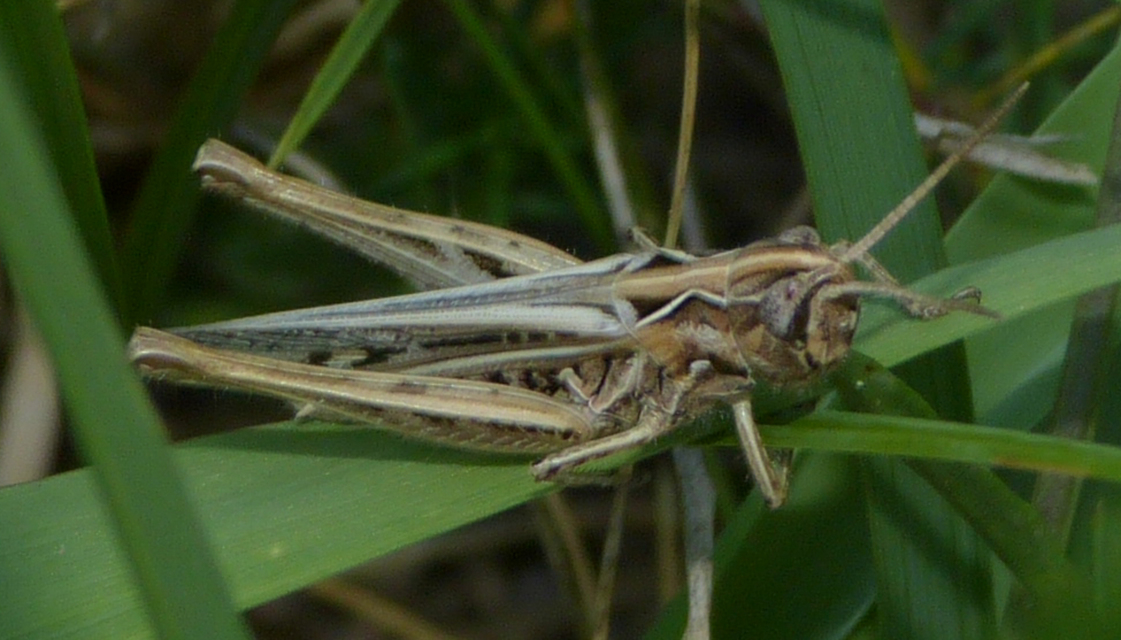 Chorthippus brunneus - közönséges tarlósáska