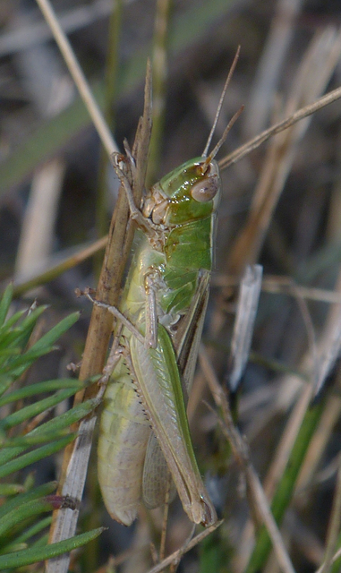 Chorthippus (Chorthippus) (subgenus)