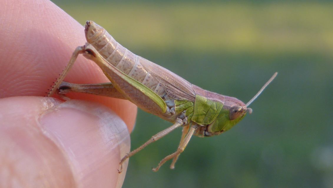 Pseudochorthippus parallelus - közönséges rétisáska