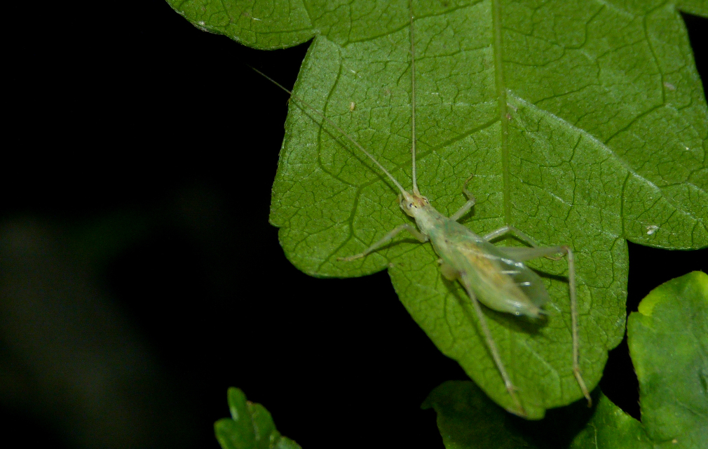 Oecanthus pellucens - pirregőtücsök