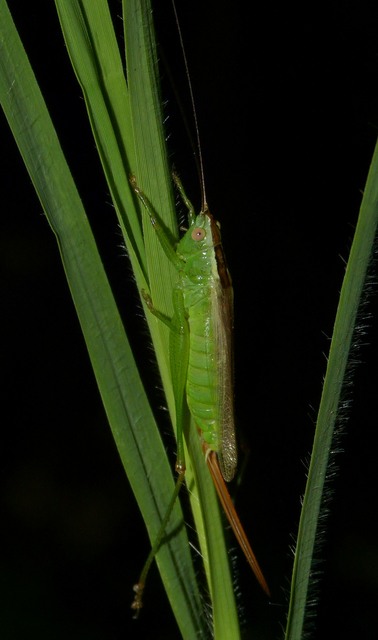 Conocephalus fuscus - kis kúpfejűszöcske