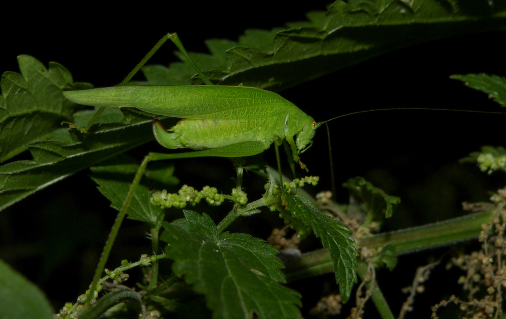 Phaneroptera nana - pontozott repülőszöcske