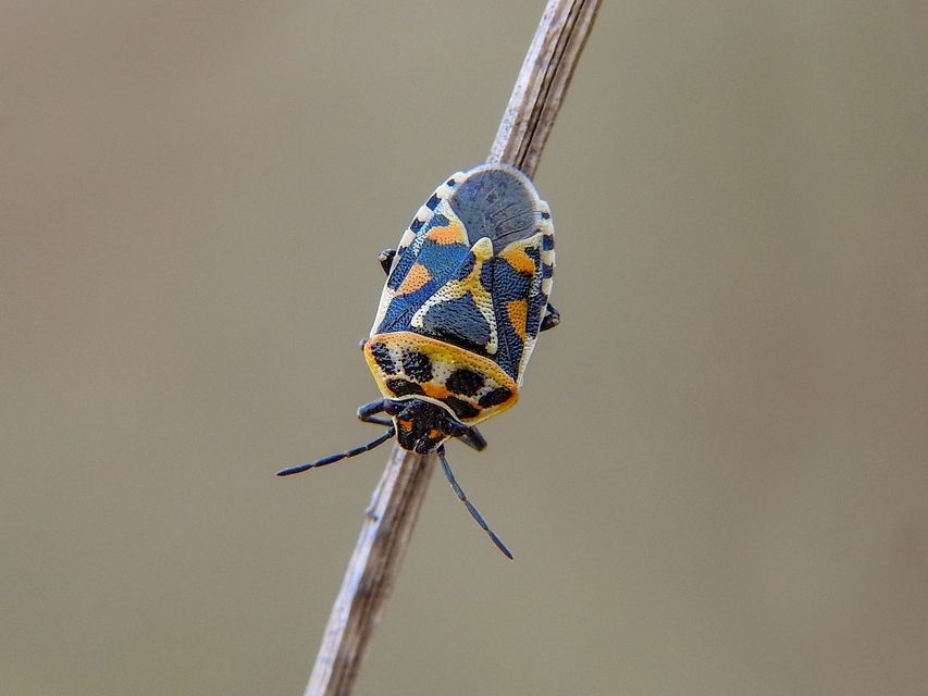 Eurydema ornata - díszespoloska Eurydema ornata - díszespoloska