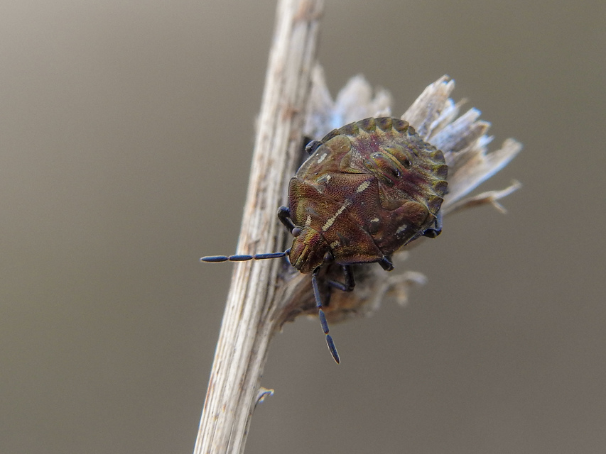 Carpocoris Carpocoris