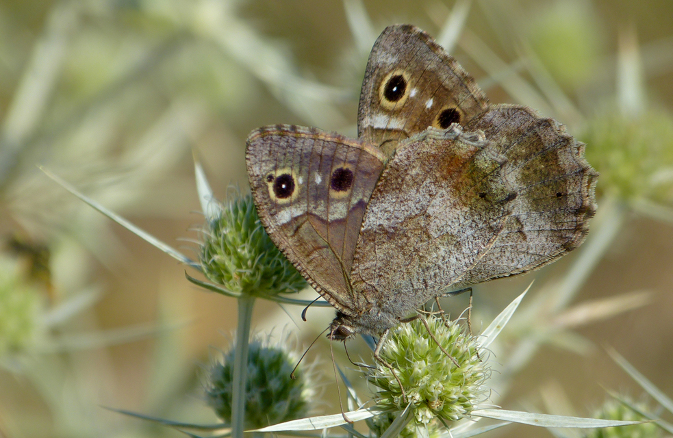 Hipparchia statilinus - homoki szemeslepke