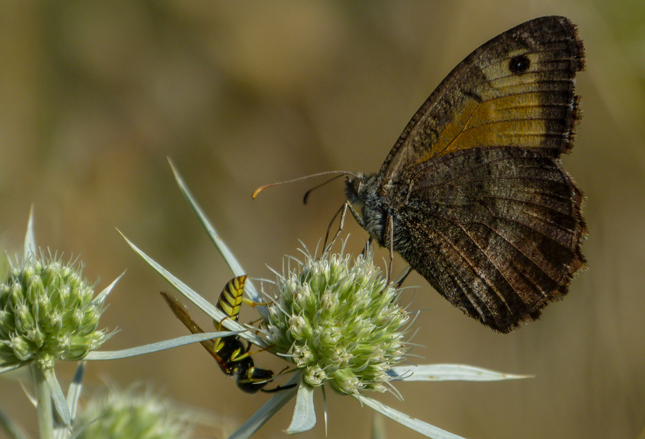 Arethusana arethusa - közönséges szemeslepke