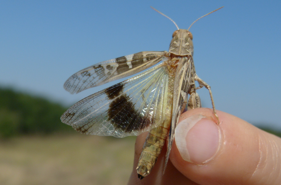 Oedaleus decorus - szalagos sáska