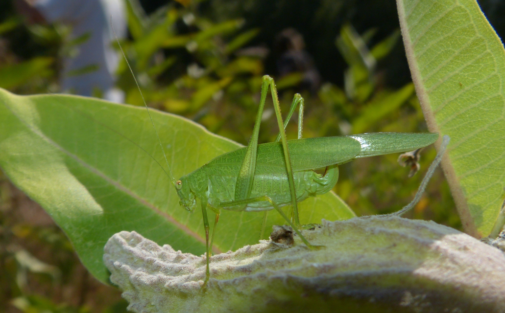 Phaneroptera nana - pontozott repülőszöcske