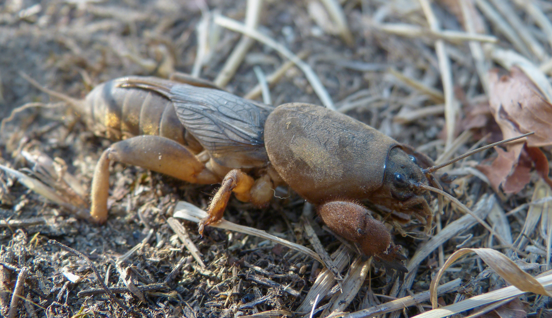 Gryllotalpa