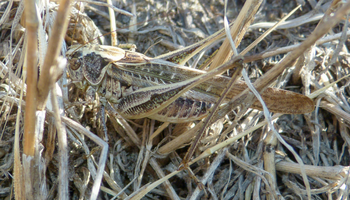 Platycleis affinis - púposhasú rétiszöcske