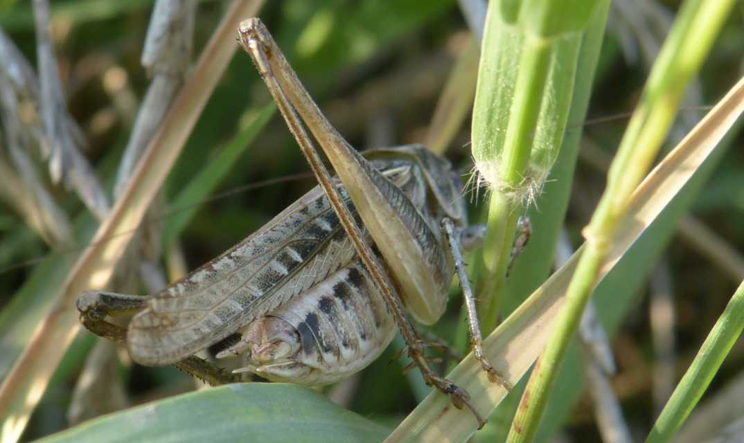Platycleis affinis - púposhasú rétiszöcske