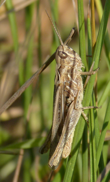 Chorthippus brunneus - közönséges tarlósáska