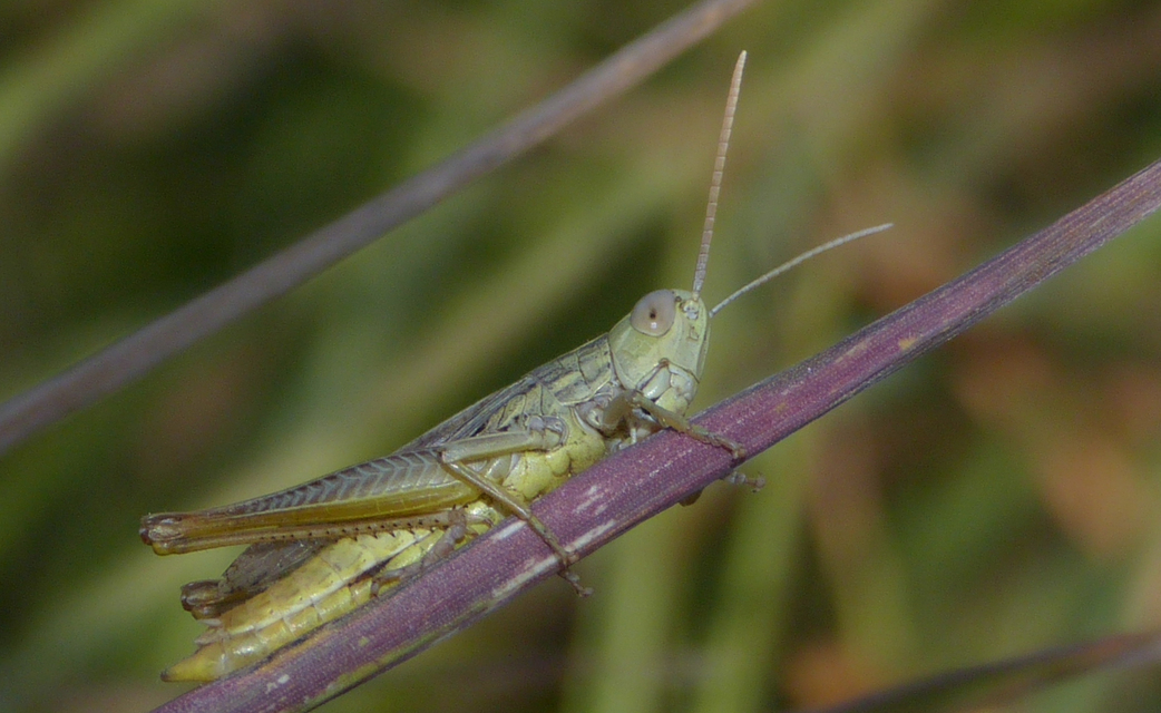 Euchorthippus declivus - rövidszárnyú rétisáska