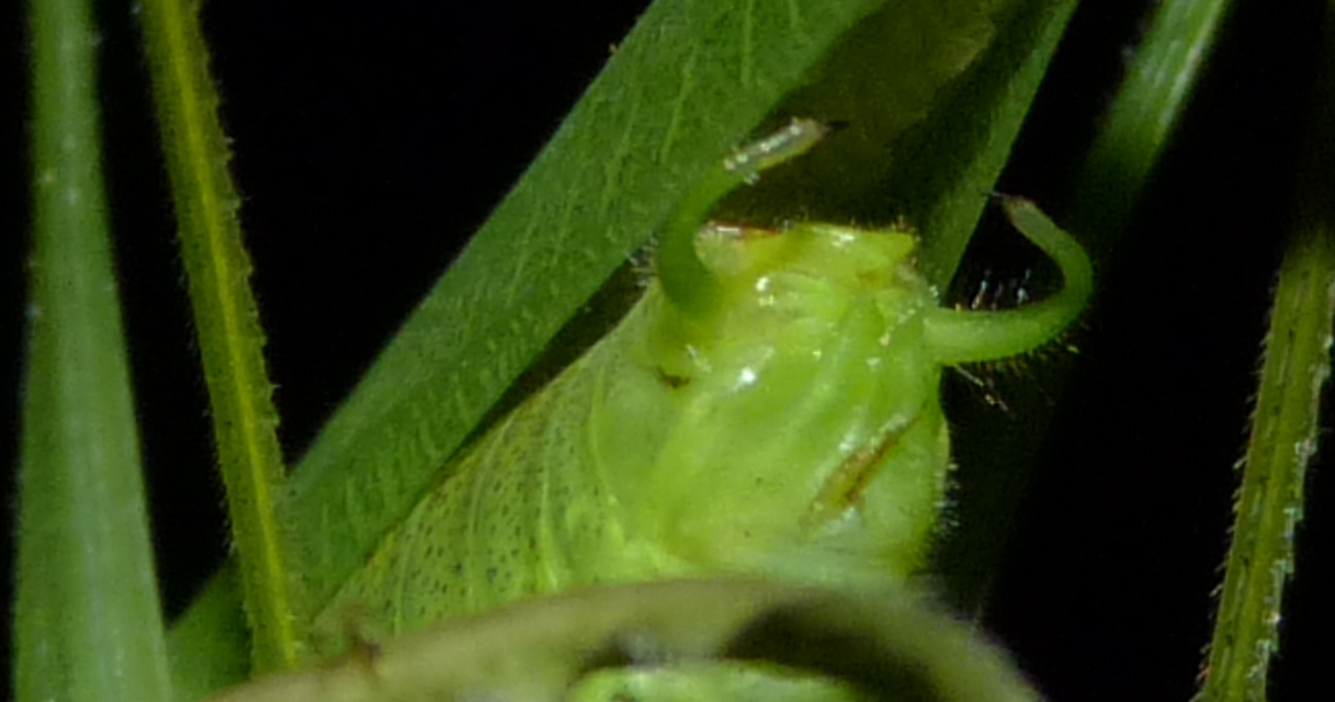 Phaneroptera nana - pontozott repülőszöcske