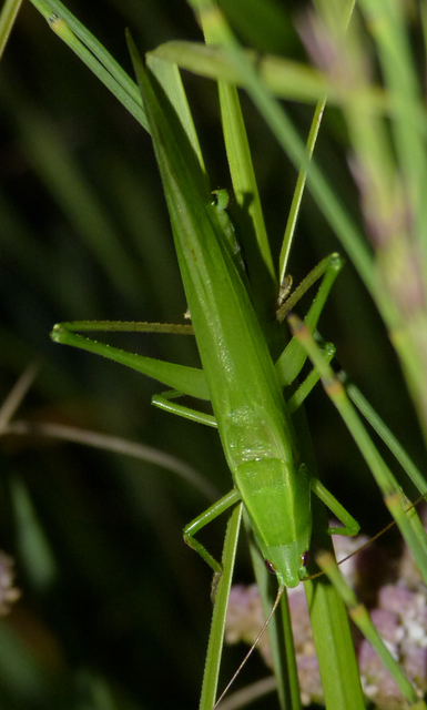 Ruspolia nitidula - nagy kúpfejűszöcske