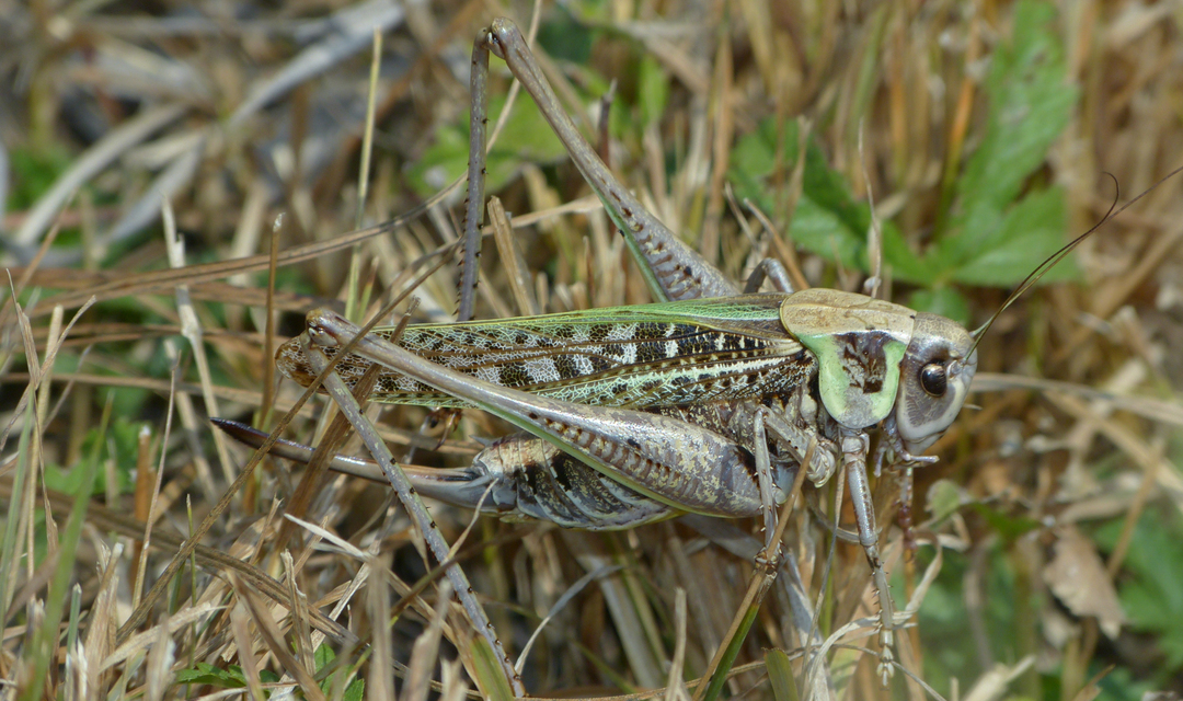 Decticus verrucivorus - szemölcsevő szöcske
