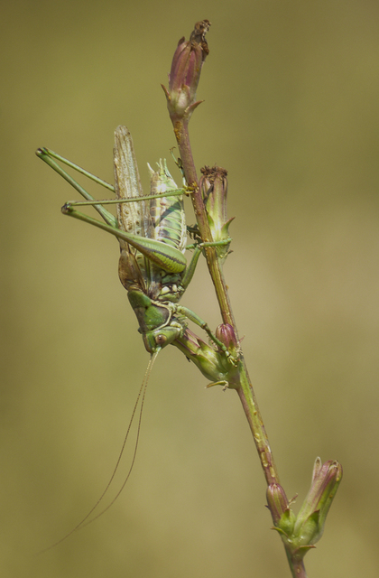 Gampsocleis glabra - tőrös szöcske