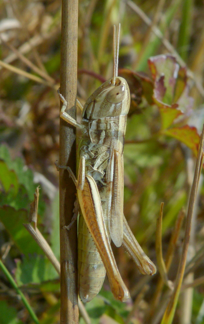 Euchorthippus declivus - rövidszárnyú rétisáska