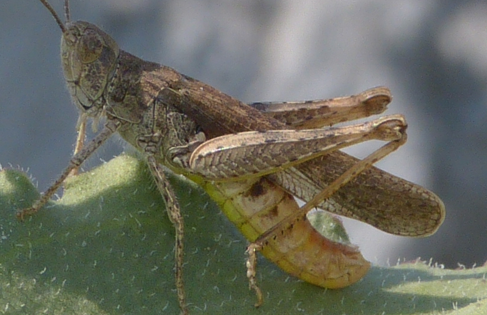 Chorthippus brunneus - közönséges tarlósáska