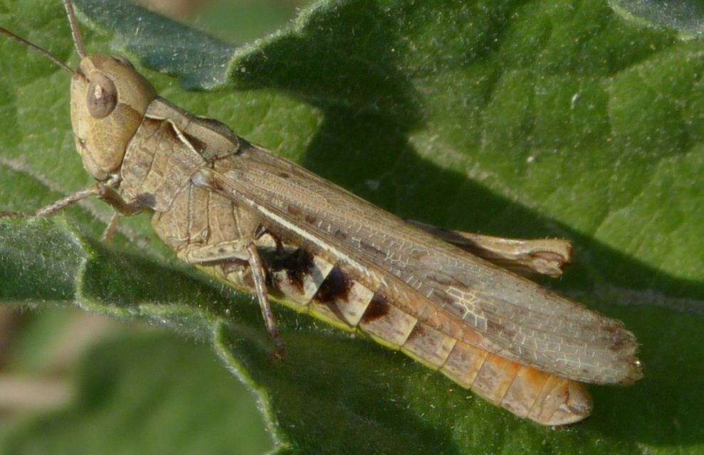 Chorthippus brunneus - közönséges tarlósáska