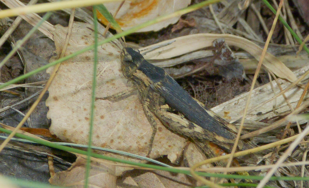 Chorthippus (Glyptobothrus) (subgenus)